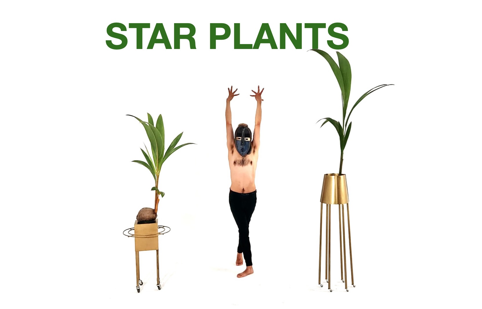 bionic_festival_star_plants